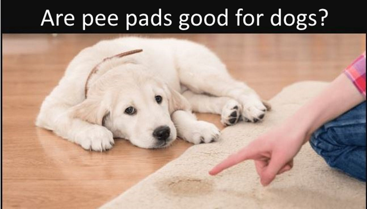 Are pee pads good for dogs?