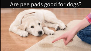 Are pee pads good for dogs?