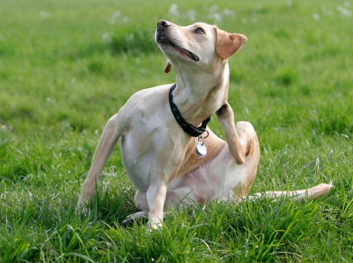 what happens if a dog eats a tick