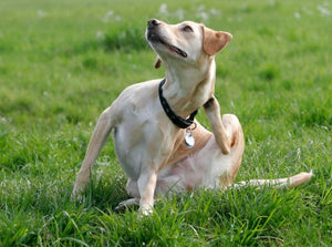what happens if a dog eats a tick