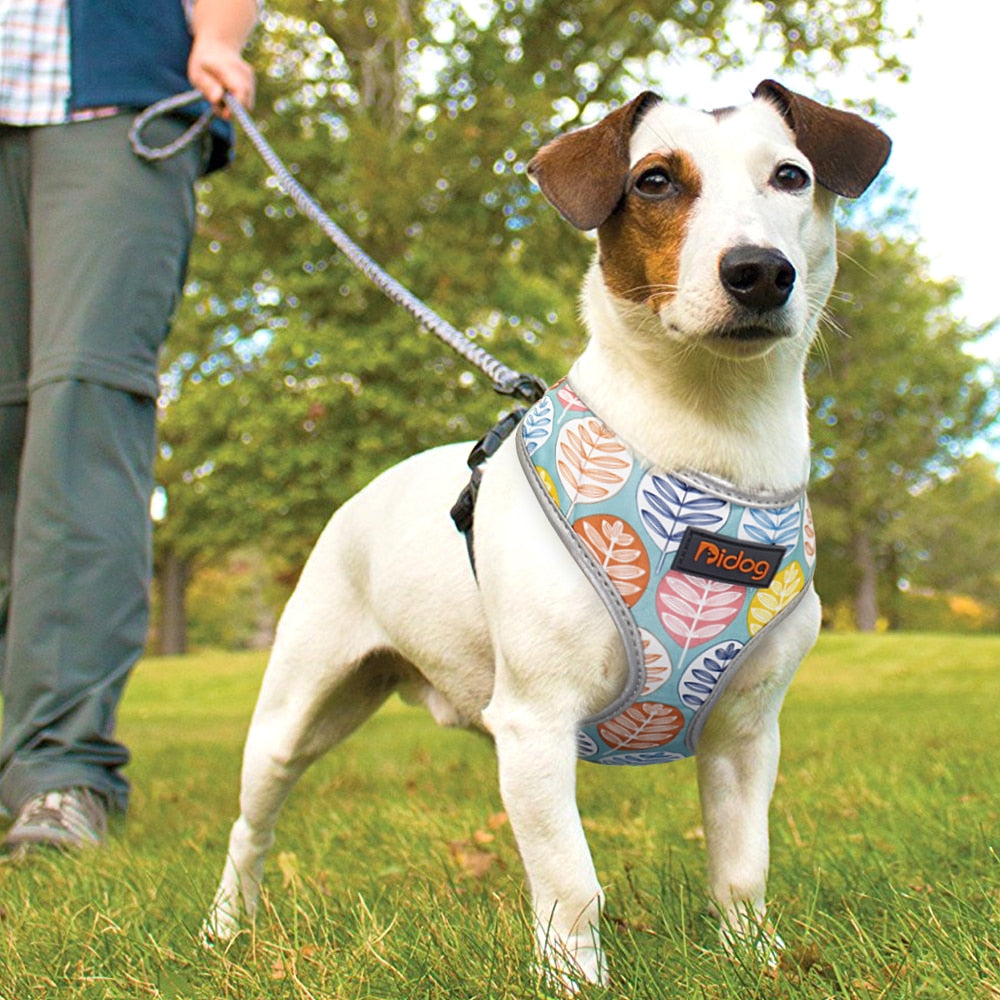 Perfect Stylish Design Dog Cat Harness 2020