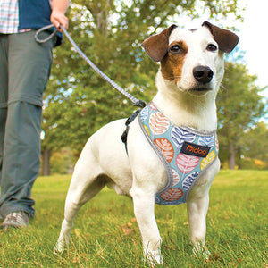 Perfect Stylish Design Dog Cat Harness 2020