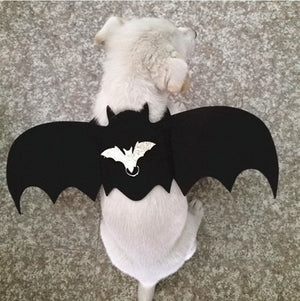 New Halloween Cat  Vampire Black