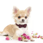 Adjustable Bowknot Pet Collar
